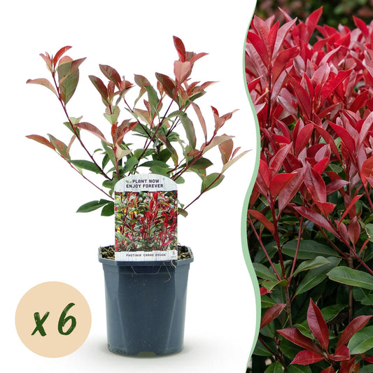 Photinia fraseri 'Carre Rouge' - Glansmispel - 6 planten - pot 17cm - hoogte 55cm