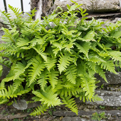 Polypodium vulgare - Gewone Eikvaren