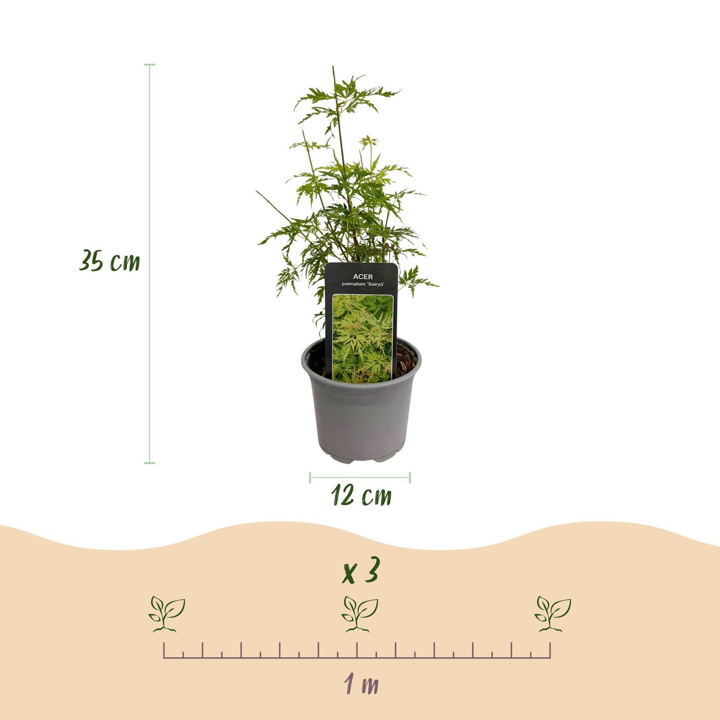 Acer palmatum 'Seiryu' - Japanse Esdoorn - hoogte 35cm