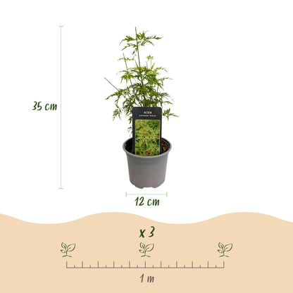 Acer palmatum 'Seiryu' - Japanse Esdoorn - hoogte 35cm