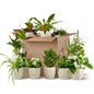 Groene Tweede Kans Box (12 stuks) - incl. 12 x pot Potter wit