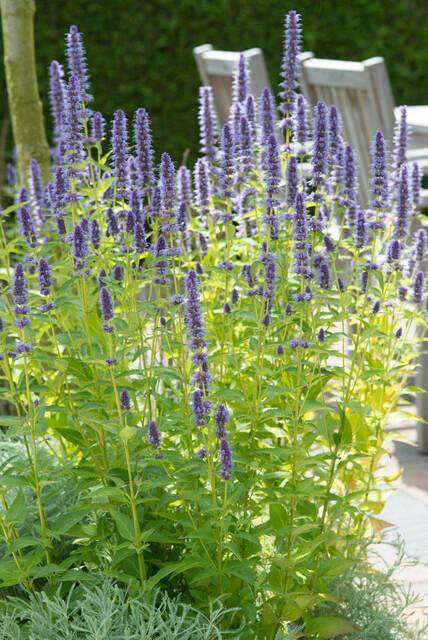 Agastache 'Black Adder' - Dropplant