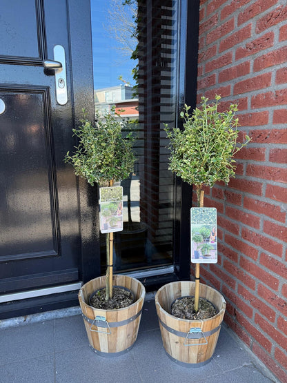 Euonymus fortunei 'Emerald Gaiety' op stam - Kardinaalshoed - hoogte 90cm