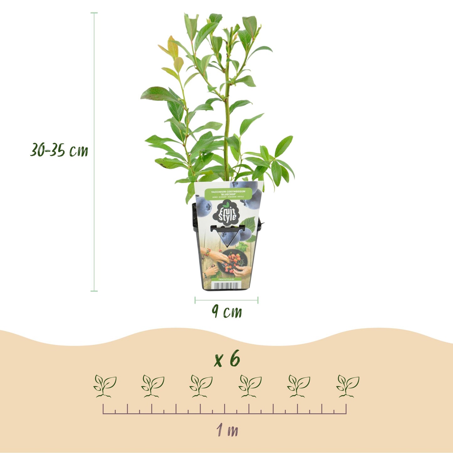 Vaccinium corymbossum 'Bluecrop' - Blauwe bes - 3 planten - Pot 9cm