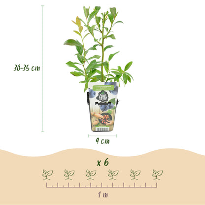 Vaccinium corymbossum 'Bluecrop' - Blauwe bes - 3 planten - Pot 9cm