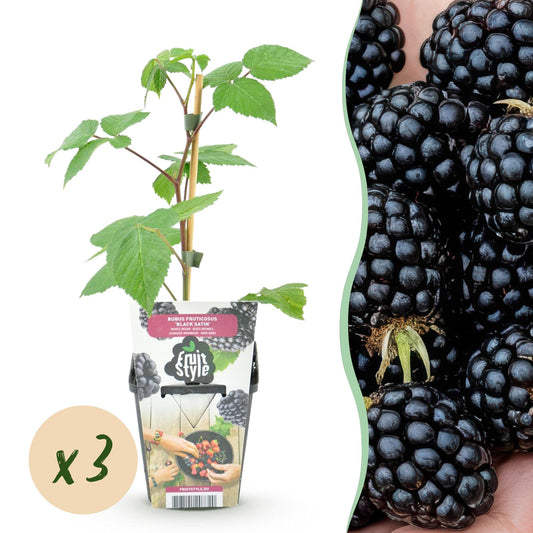 Rubus 'Black Satin' - Zwarte Braam