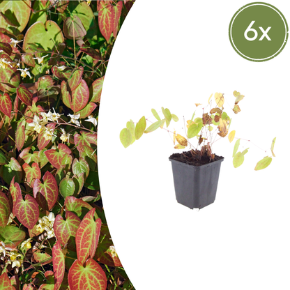 Epimedium y. 'Niveum' - Elfenbloem