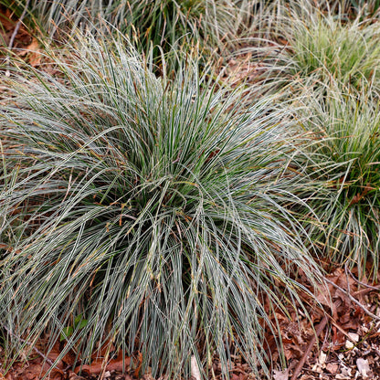 Green boutiQ - Siergrassen - Carex oshimensis Everest - Wit en Groen - 1 Plant - Groenblijvend - Winterhard - Pot 17cm Hoogte 50cm