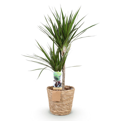 Dracaena Marginata - Drakenbloedboom - incl. mand - pot 21cm - hoogte 90-100cm
