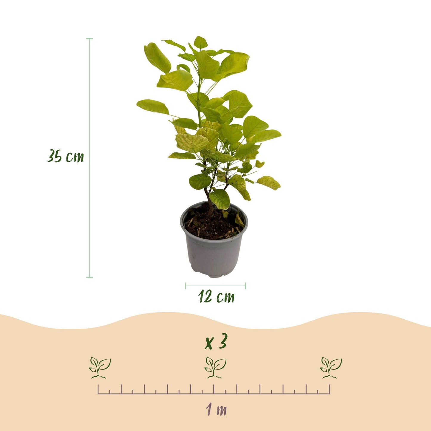 Cotinus coggyria 'Golden Spirit' - Pruikenboom - hoogte 35cm