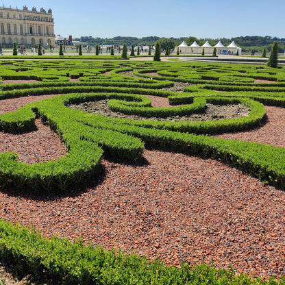 Buxus 'Babylon Beauty' - Resistant tegen de Buxus schimmel - 6 planten - 1 strekkende meter - pot 13cm hoogte 30-35