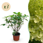 Hydrangea panniculata 'Limelight' - Pluimhortensia - Winterhard - Lime Groen - 3 Planten - Pot 12cm - Hoogte Hoogte 20-30cm