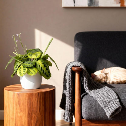 Green boutiQ - Kamerplant - Maranta Fascinator Lemon Lime - Gebedsplant - Huisdiervriendelijke Plant - Groen - 4 Planten - met Potter Wit - Pot 12cm - Hoogte 25cm