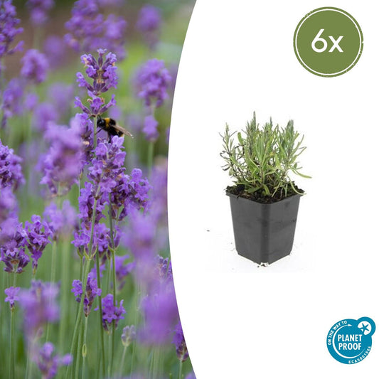 Lavandula angustifolia 'Munstead' - Lavendel