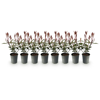 Photinia fraseri 'Carre Rouge' - Glansmispel - hoogte 30-35cm