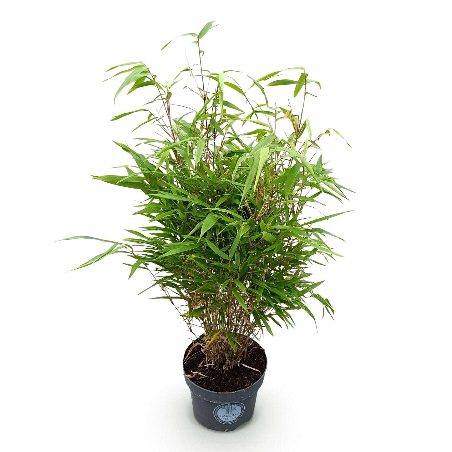 Fargesia Rufa - Niet Woekerende Bamboe - Bladhoudend - Groen - 1 Plant - Pot 23 cm - Hoogte 80 cm