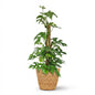 Green boutiQ - Kamerplant - Mini Gatenplant - Monstera Minima Mosstok - Groen - Weinig onderhoud - 1 Plant - met Mand - Pot 19cm - Hoogte 90cm