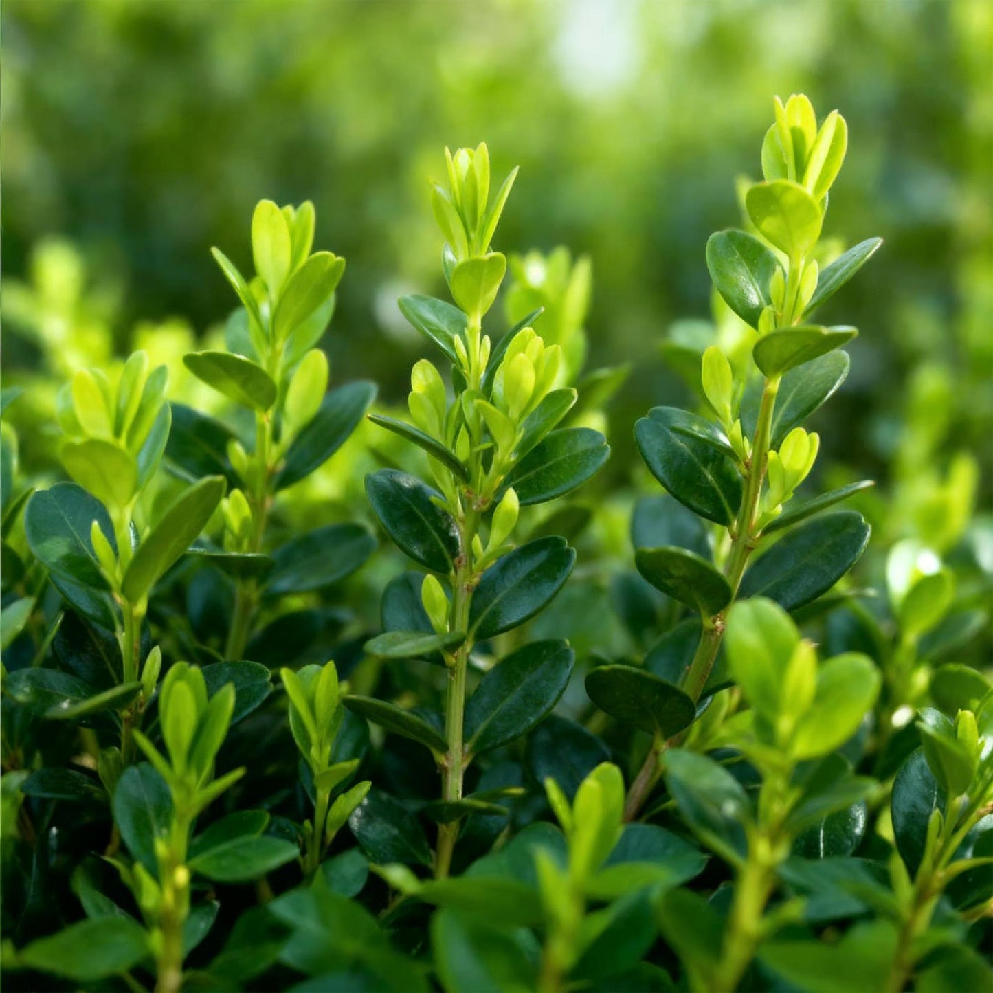 Green boutiQ - Buxus Haag - BetterBuxus Babylon Beauty - Resistant tegen de Buxus schimmel - 4 planten - 1 strekkende meter - pot 19cm hoogte 50-55