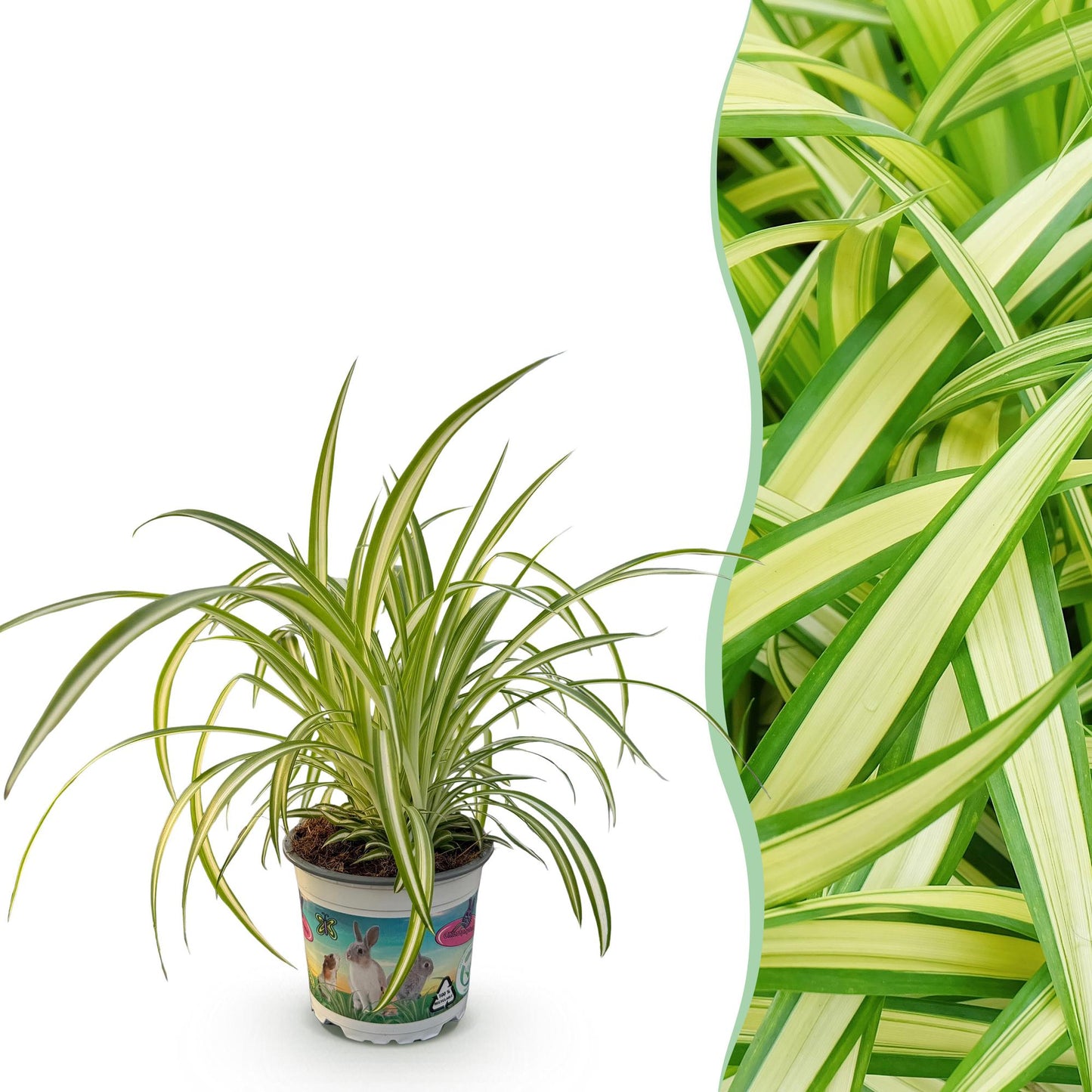 Green boutiQ - Kamerplant - Chlorophytum comosum Variegatum - Bonte Graslelie - Huisdiervriendelijke Plant - Groen - 1 Plant - Pot 12cm - Hoogte 20cm