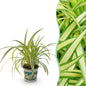 Green boutiQ - Kamerplant - Chlorophytum comosum Variegatum - Bonte Graslelie - Huisdiervriendelijke Plant - Groen - 1 Plant - Pot 12cm - Hoogte 20cm