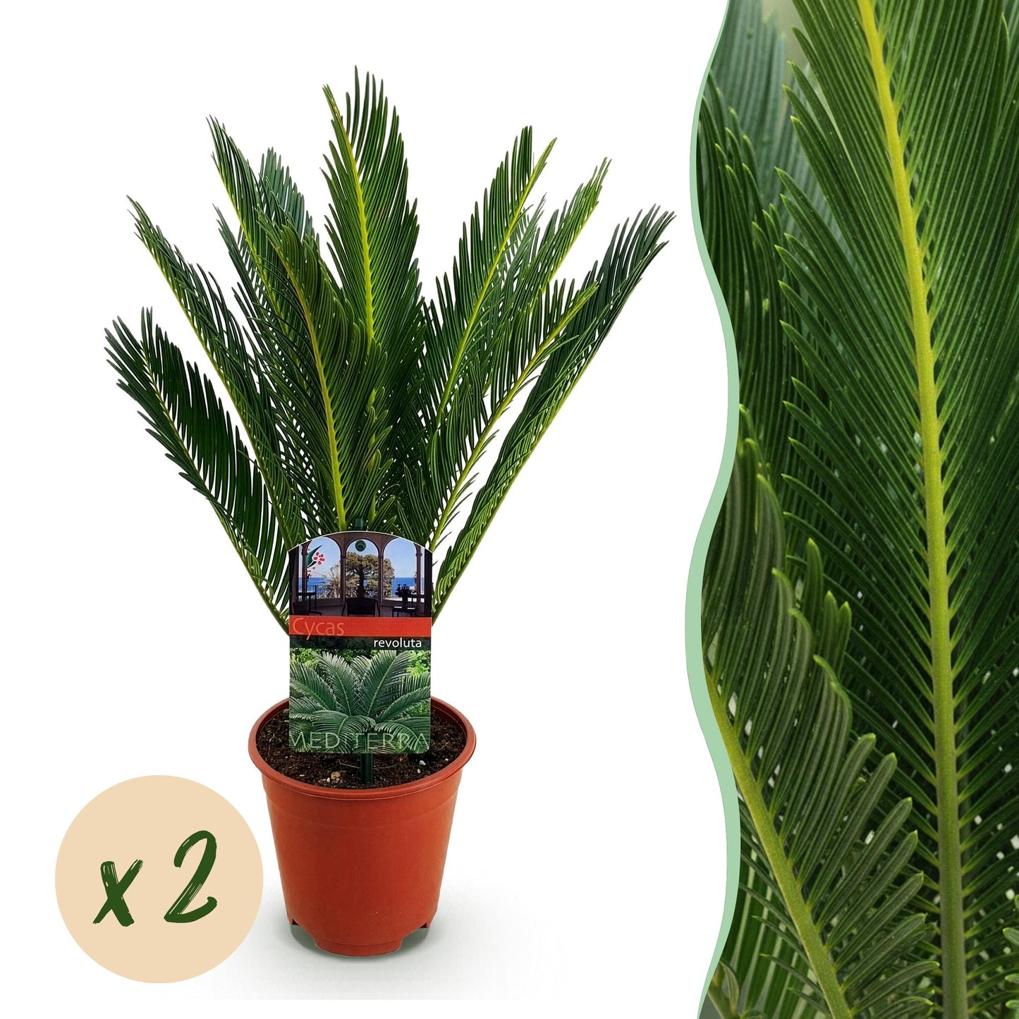 Green boutiQ - Kamerplant - Cycas revoluta - Palmvaren - Weinig onderhoud - Groen - 2 - Pot 15cm - Hoogte 45-55cm