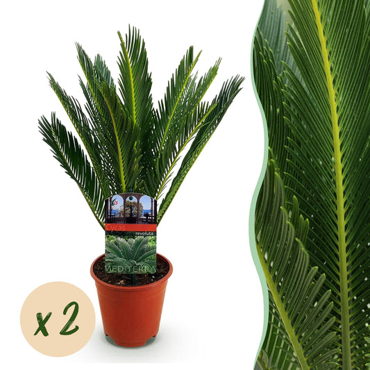 Green boutiQ - Kamerplant - Cycas revoluta - Palmvaren - Weinig onderhoud - Groen - 2 - Pot 15cm - Hoogte 45-55cm