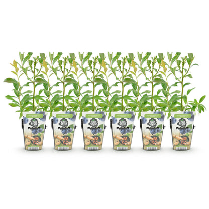 Vaccinium corymbossum 'Bluecrop' - Blauwe bes - 6 Planten - Pot 9cm