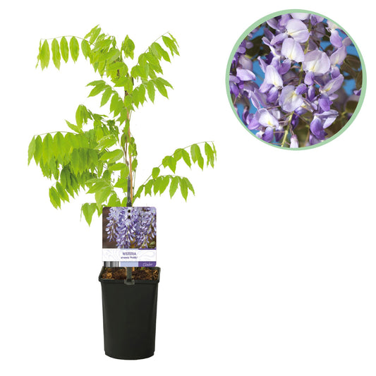 Wisteria floribunda 'Prolific' - Blauwe Regen
