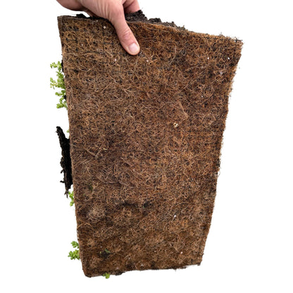 Sedum mat - bestaat uit 10 soorten - 2 x lengte 50 breedte 30