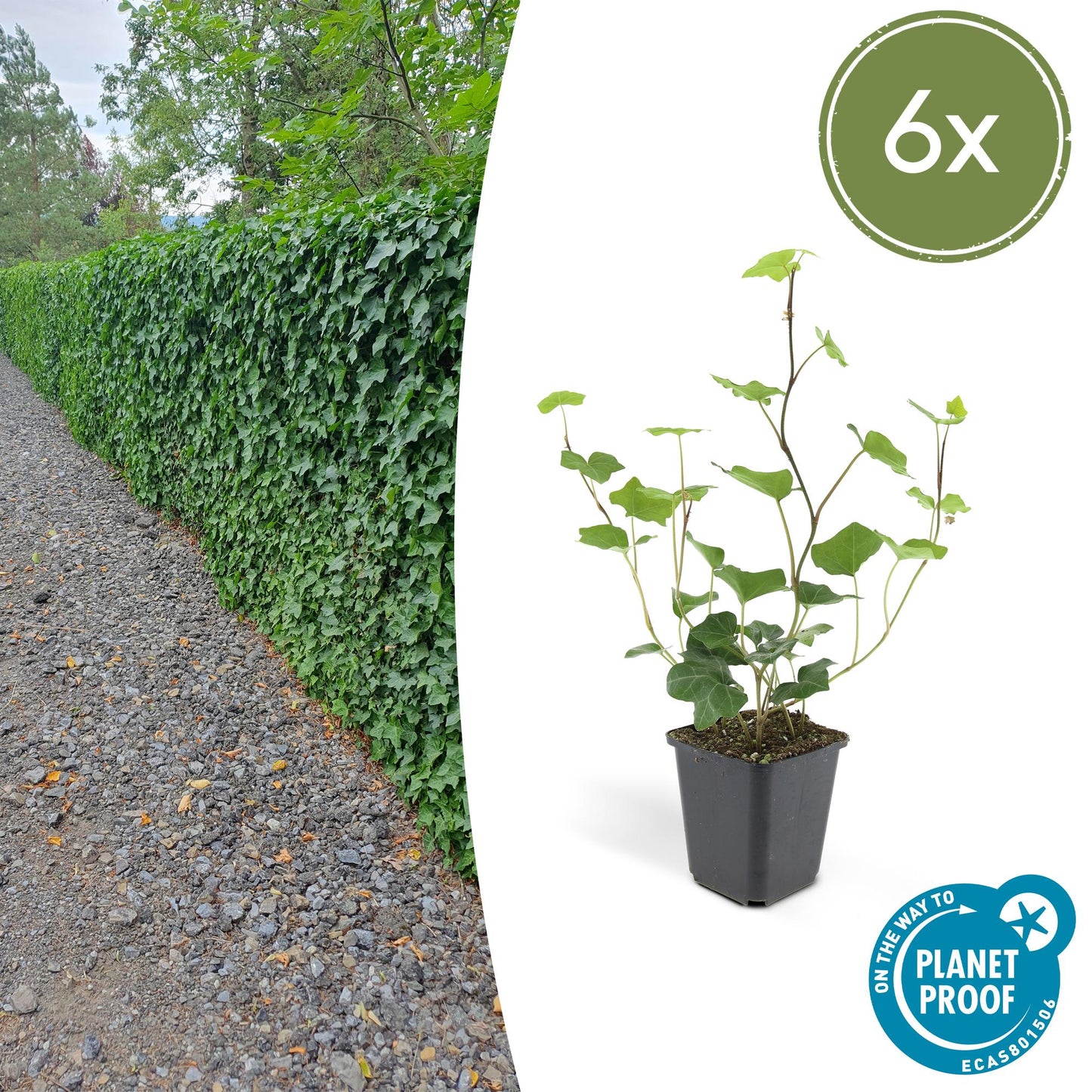 Hedera helix 'Hibernica' - Klimop