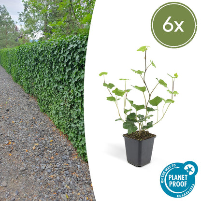 Hedera helix 'Hibernica' - Klimop