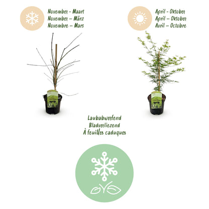 Green boutiQ - Terrasplant - Japanse Esdoorn - Acer palmatum Emerald Lace - Groen - 2 Planten - Bladverliezend - Pot 19cm Hoogte 70cm