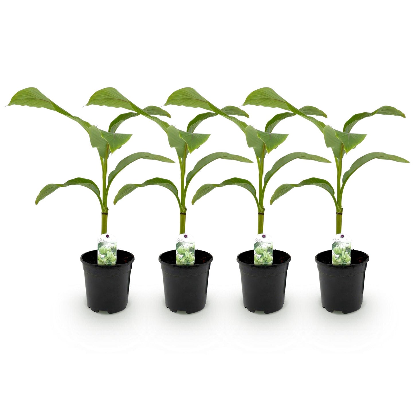 Musa 'Basjoo' - winterharde Bananenboom - 4 planten - Pot 17cm - Hoogte 40cm