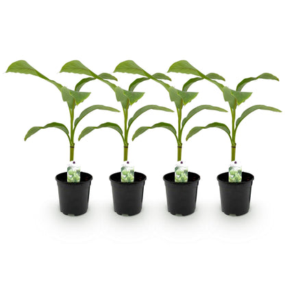Musa 'Basjoo' - winterharde Bananenboom - 4 planten - Pot 17cm - Hoogte 40cm