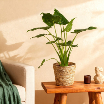 Alocasia Cucullata - Boeddha,s hand - pot 21cm - hoogte 65-70cm