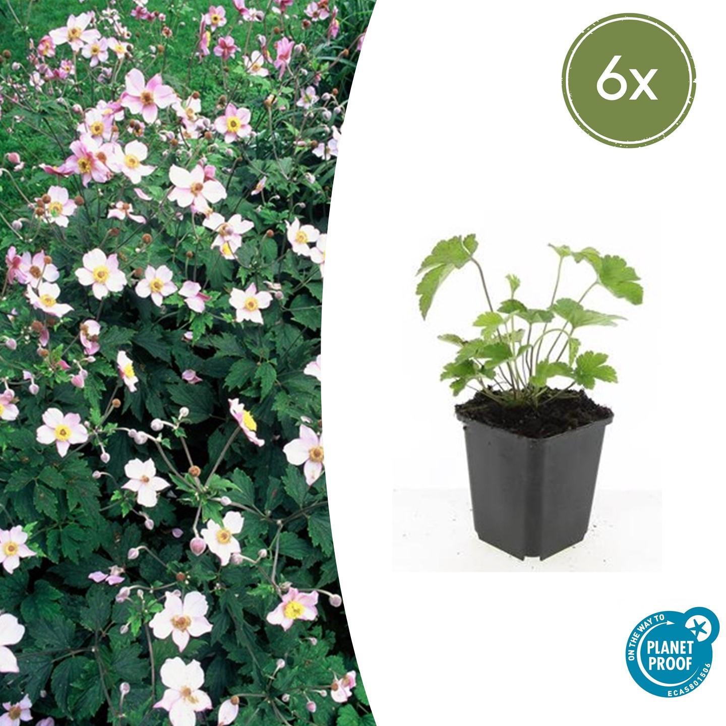Anemone tom. 'Robustissima' - Anemoon