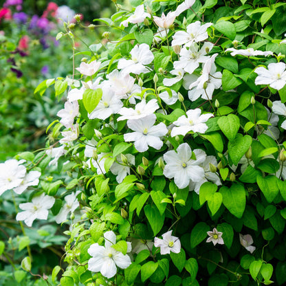 Clematis 'Madame Le Coultre' - Clematis - 2 planten - Pot 11cm - Hoogte 40cm