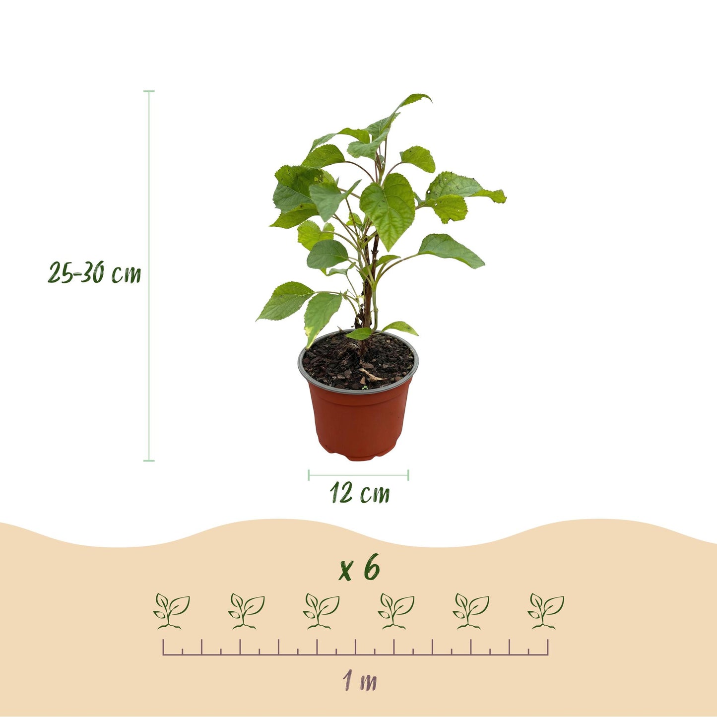 Hydrangea arborescens 'Annabelle' - Pluimhortensia - hoogte 20-30cm