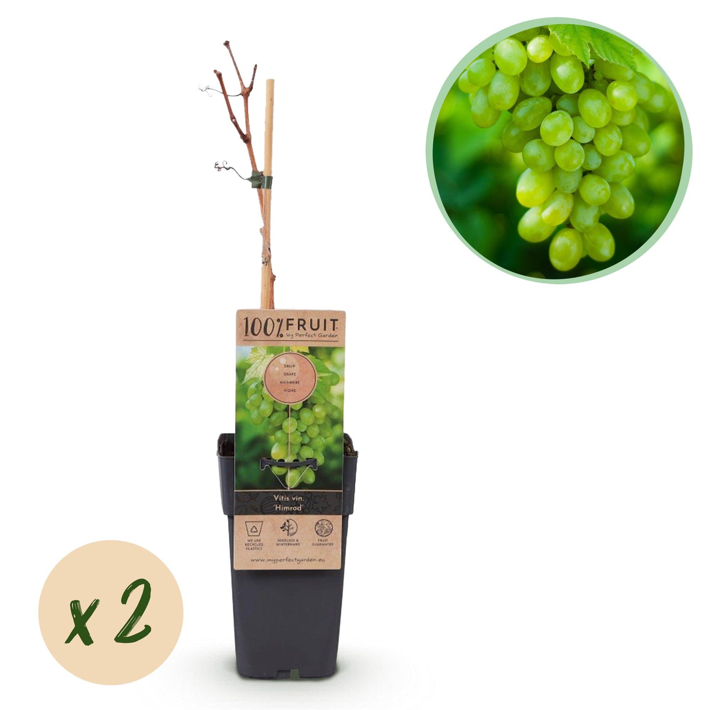 Vitis vinifera 'Himrod' - pitarme Witte Druif