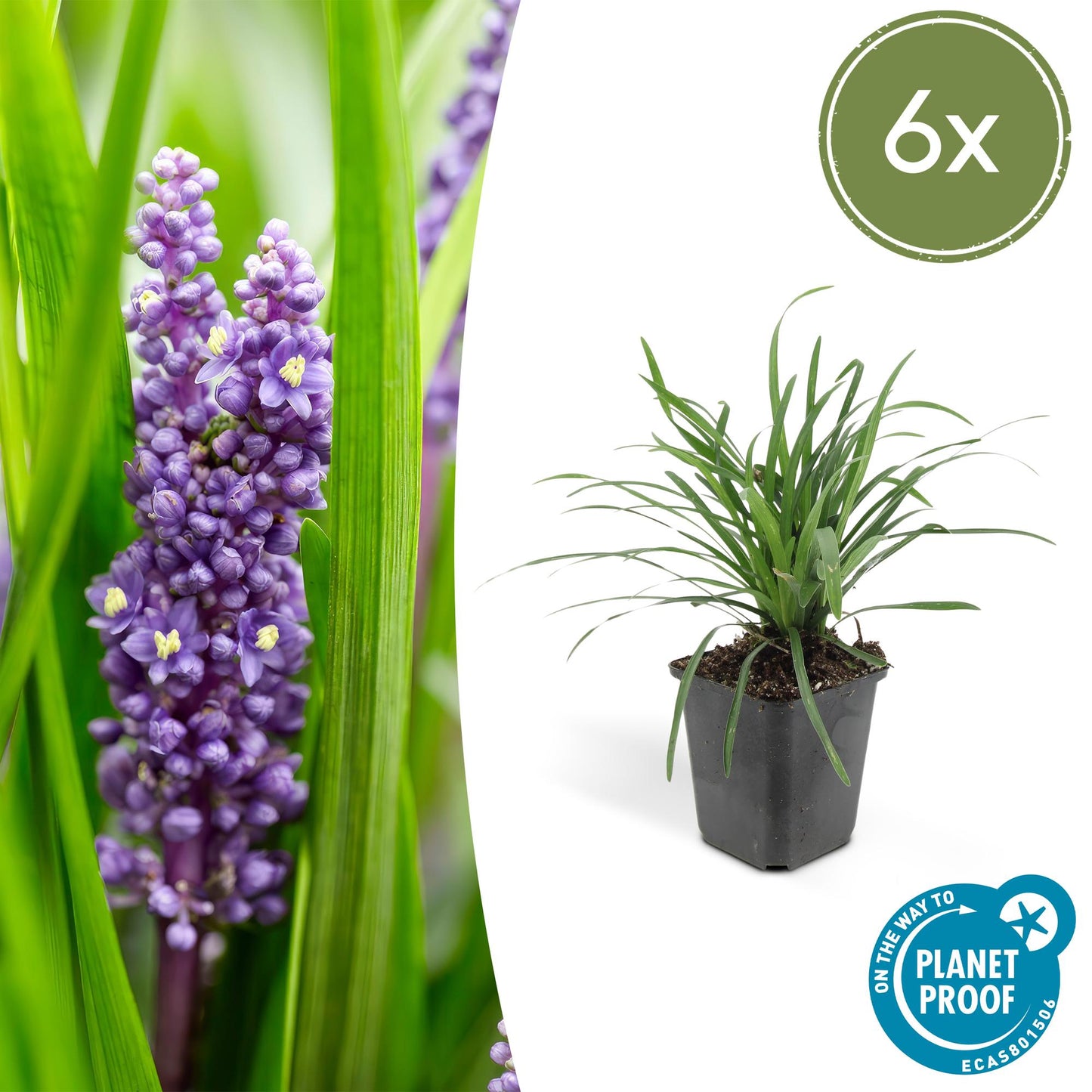 Liriope muscari 'Big Blue' - Leliegras