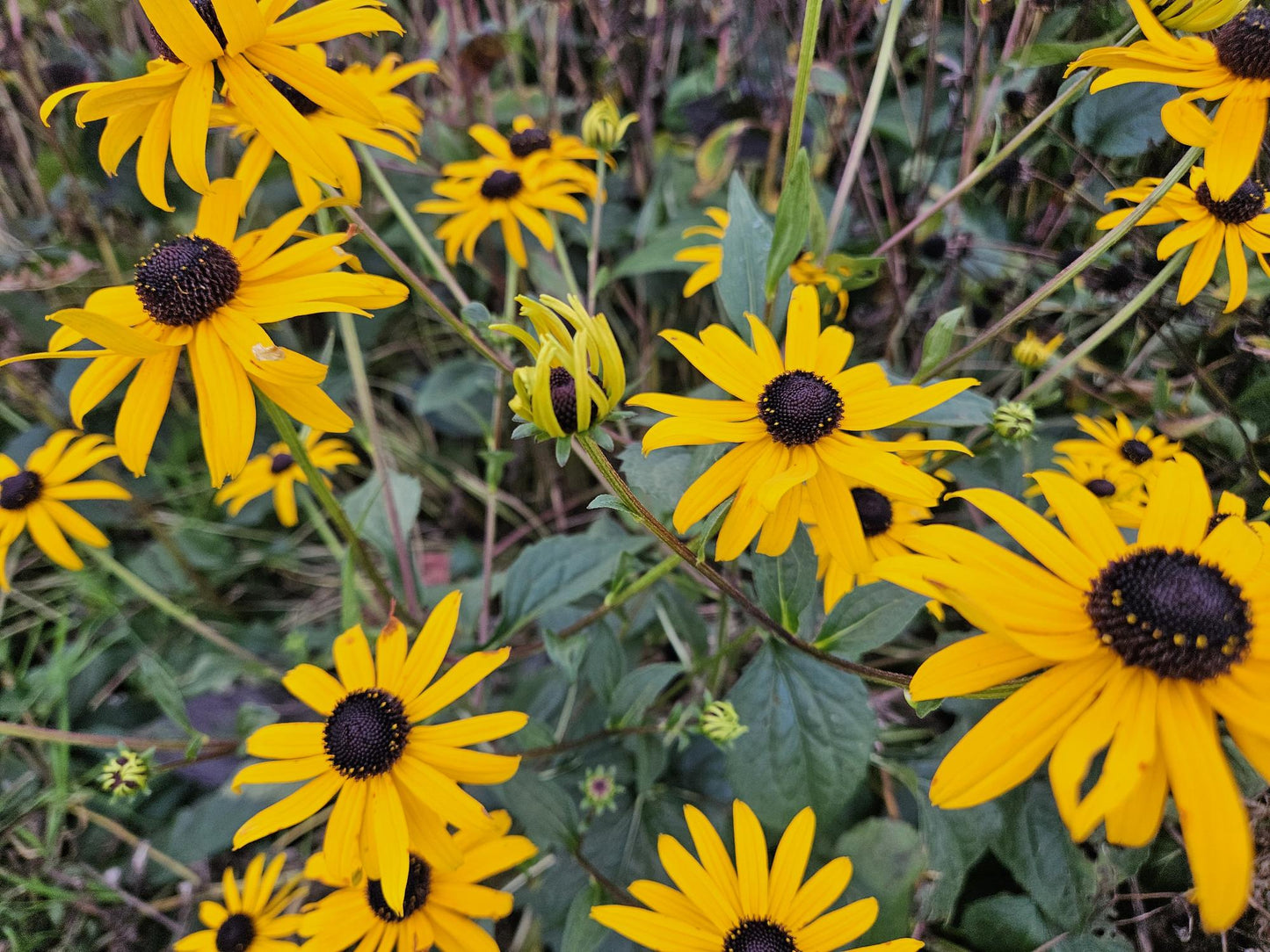 Rudbeckia fulgida 'Goldsturm' - Gele Zonnehoed