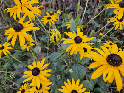 Rudbeckia fulgida 'Goldsturm' - Gele Zonnehoed