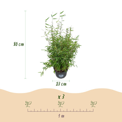 Green boutiQ - Grassen - Fargesia nitida Red Dragon - Niet Woekerende Bamboe - Bladhoudend - Groen - 2 Planten - Pot 23 cm - Hoogte 80 cm