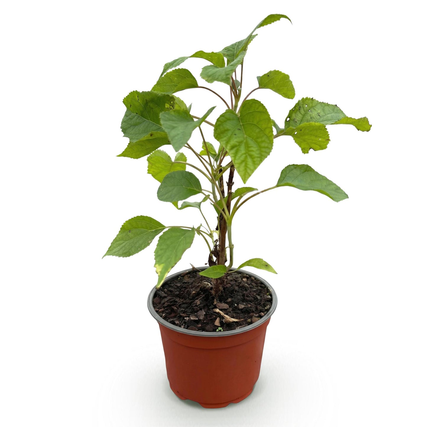 Hydrangea arborescens 'Annabelle' - Pluimhortensia - hoogte 20-30cm