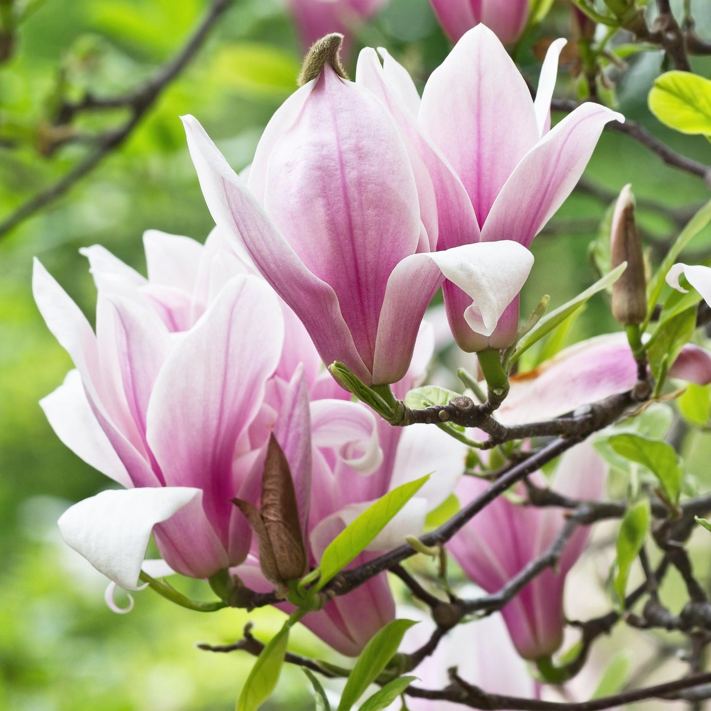 Magnolia 'George Henry Kern' - Magnolia - hoogte 30cm