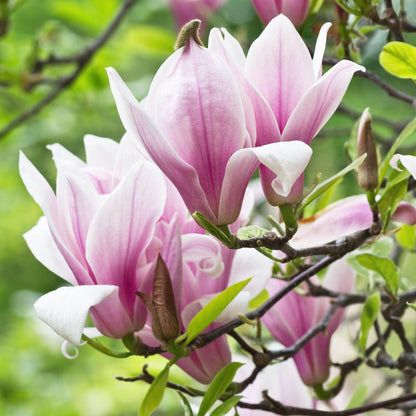 Magnolia 'George Henry Kern' - Magnolia - hoogte 30cm