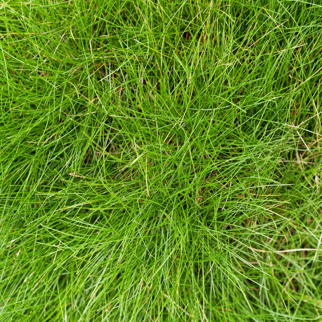 Festuca gautieri - Zwenkgras