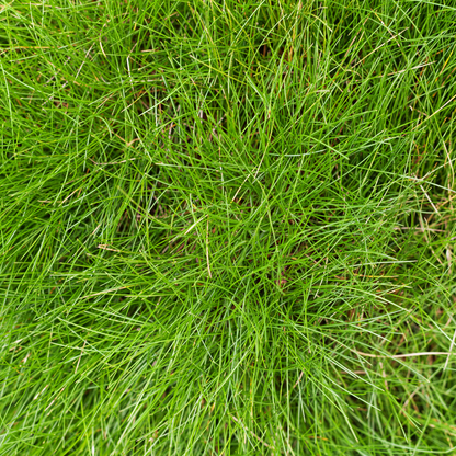 Festuca gautieri - Zwenkgras