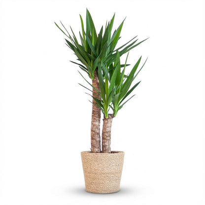 Yucca Elephantipes met Zeegras mand naturel - 90cm - Ø21