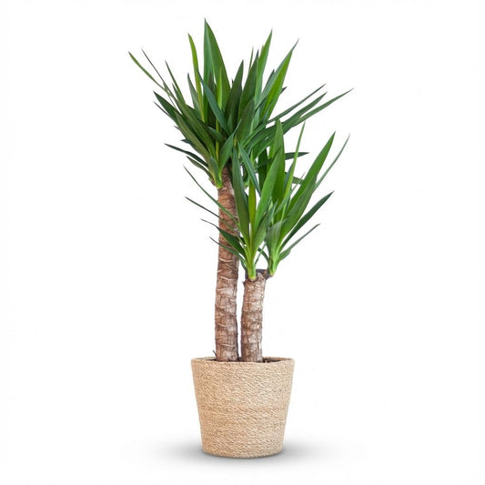 Yucca Elephantipes met Zeegras mand naturel - 90cm - Ø21